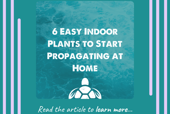 6 Easy Indoor Plants to Start Propagating at Home