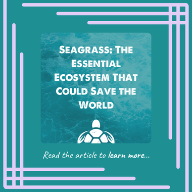 Seagrass: The Essential Ecosystem That Could Save the World