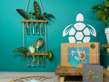 Load image into Gallery viewer, Plant Propagation Gift Set #4