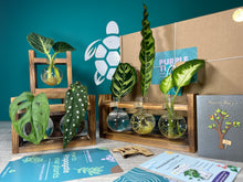 Load image into Gallery viewer, Plant Propagation Gift Set #5