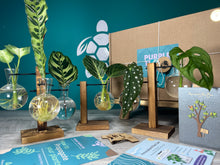 Load image into Gallery viewer, Plant Propagation Gift Set #1