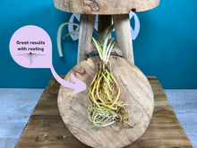 Load image into Gallery viewer, Plant Propagation Gift Set #3
