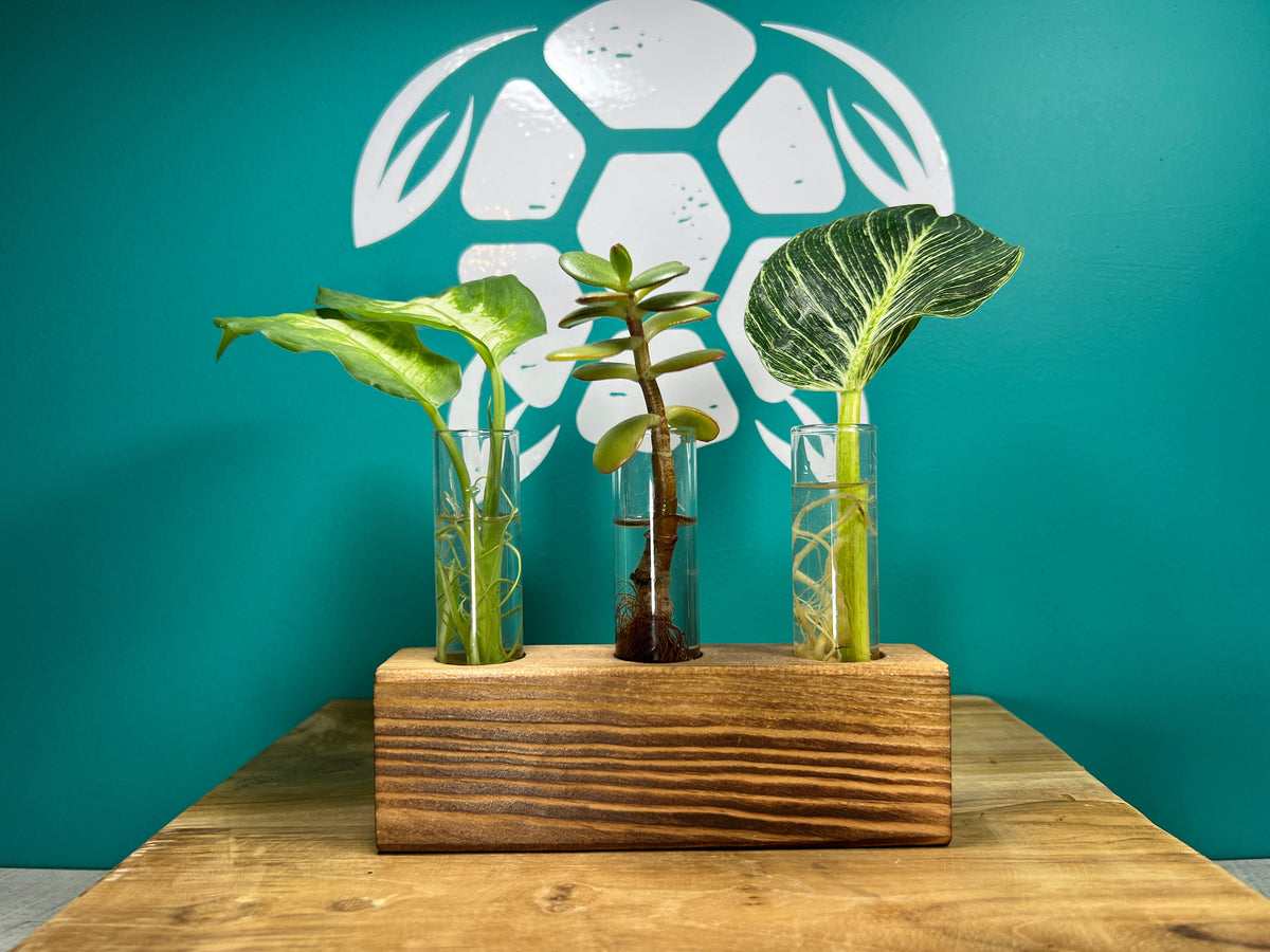 Plant Propagation Gift Set 6 Purple Turtle Co