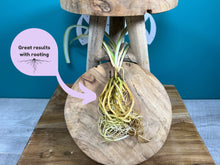 Load image into Gallery viewer, Handcrafted 3 Tube Plant Propagator + Gift Box | Plant Lovers Gift | Gifts For Her | Plant Cuttings | + Free Plant Care App Membership