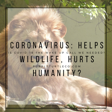 The Coronavirus: Helping Wildlife, Hurting Human Lives?