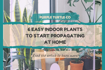 6 Easy Indoor Plants to Start Propagating at Home