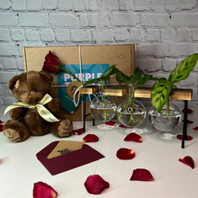 Load image into Gallery viewer, Valentine&#39;s Day Plant Propagation Gift Set
